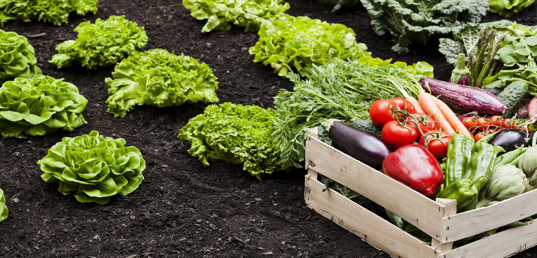 Creating Your Dream Vegetable Garden: A Step-by-Step Guide