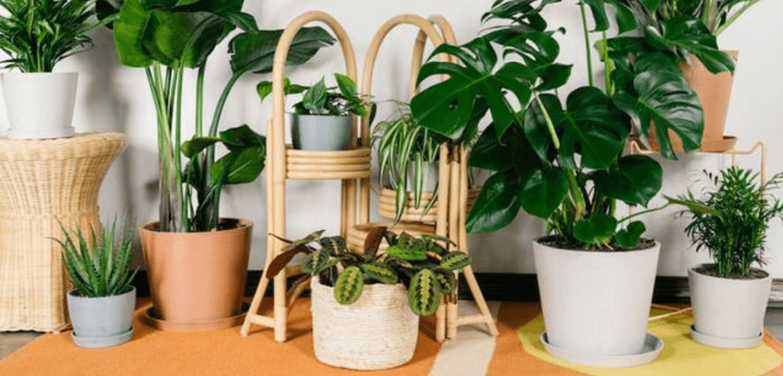 Best Lucky Plants For A Home To Invite Wealth And Positivity