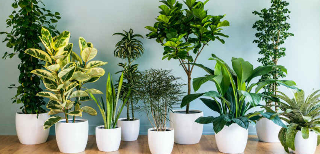 Green Guardians: Top Air-Purifying Plants for a Healthy Home