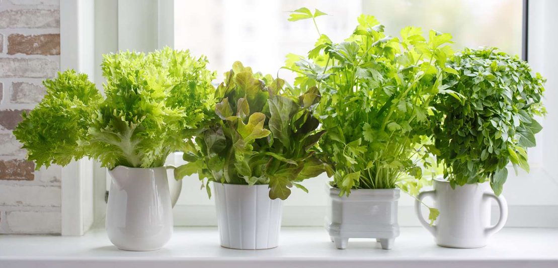 Kickstart Your Kitchen Garden: 6 Essential Herbs!