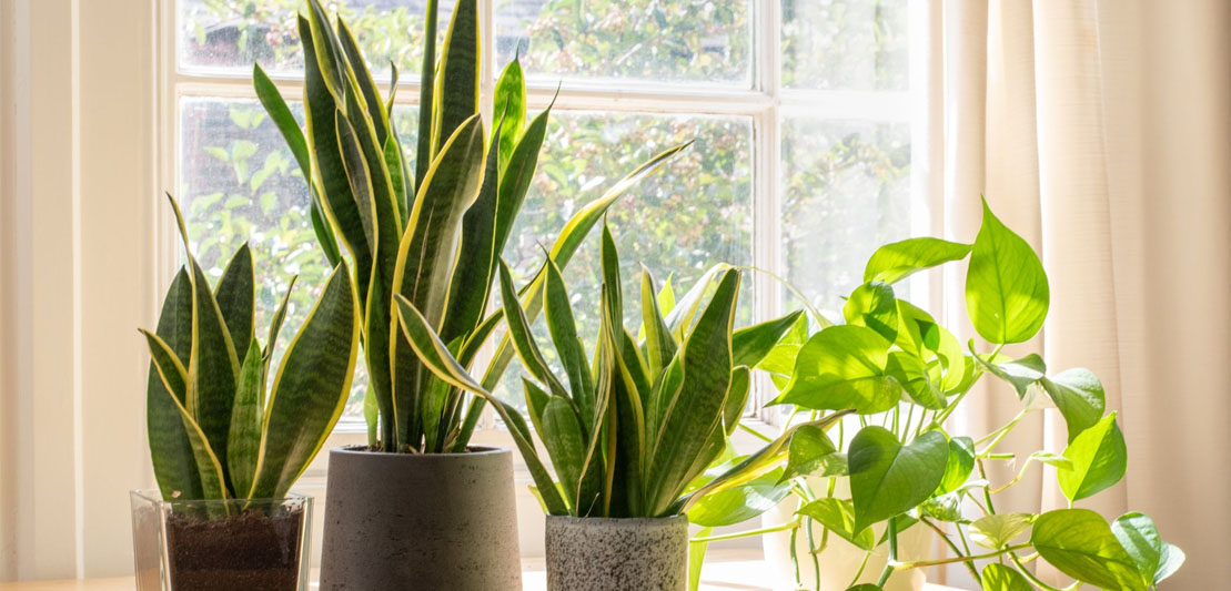 Green Beginnings: Cultivating Serenity with Semi-Indoor Plants in Your New Home